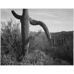 Cactus in Saguaro 3