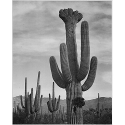 Cactus in Saguaro