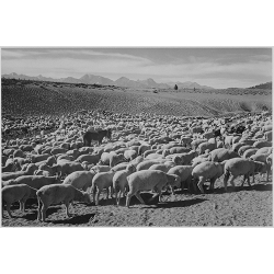 Flock in Owens Valley 1941