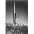 Cactus in Saguaro National Monument