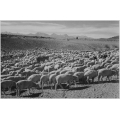 Flock in Owens Valley
