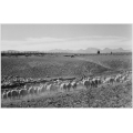 Flock in Owens Valley 2