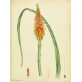 Aloe Aletris Sarmentosa