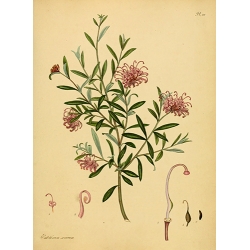 Protea Embothruim Sericeum