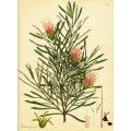 Protea Lambertia Formosa