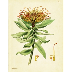 Protea Formosa
