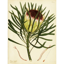 Protea Longifolia Ferruginoso-Pupurea