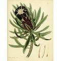 Protea Speciosa Nigra