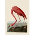 Audubon Bird Prints