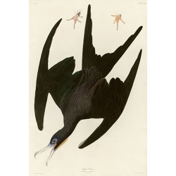 Frigate Pelican