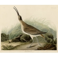 Great Esquimaux Curlew
