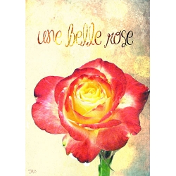 Une Belle Rose 4