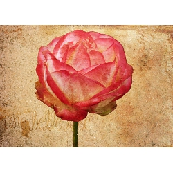 Une Belle Rose 6