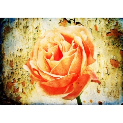 Une Belle Rose 7