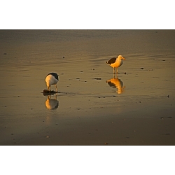 See Gulls at Sunset