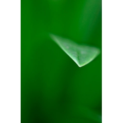 Abstract Leaf Tip