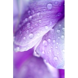 Water Droplets on Petals