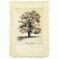 Autumn Tree - Limited Edition Print