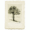 Juniper Tree - Limited Edition Print