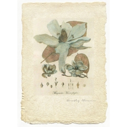 Magnolia II - Limited Edition Print