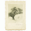 Oak Tree - Limited Edition Print