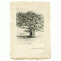 Oak Tree II - Limited Edition Print