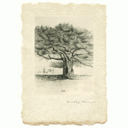 Oak Tree II - Limited Edition Print