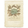 Rhododendron - Limited Edition Print