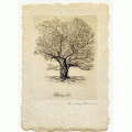 Spring Tree - Limited Edition Print