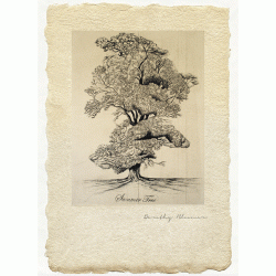 Summer Tree - Limited Edition Print