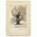 Winter Tree - Limited Edition Print