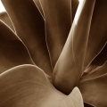 Sepia Aloe