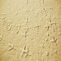 Bird prints in the sand