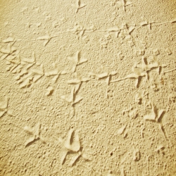 Bird prints in the sand