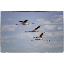 Flamingos at Strandfontein