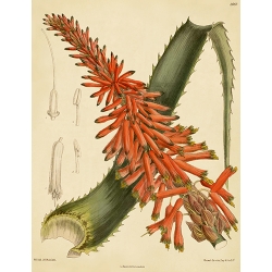 Aloe Arborescens Natalensis