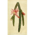 Cactus Flagelliformis
