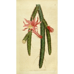 Cactus Flagelliformis