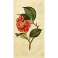 Rose Camellia Japonica