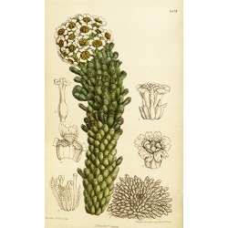 Euphorbia Caput Medusae