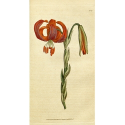 Lily - Lilium Chalcedonicum