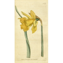Daffodil - Narcissus Major