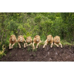 Six Young Male Lions