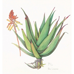 Aloe Lutescens