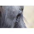 Elephant Eyelashes 2