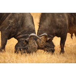 Cape Buffalo fighting