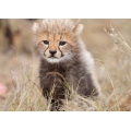 Cheetah cub 