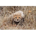 Cheetah cub crouching
