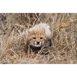 Cheetah cub crouching