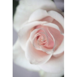 Diffused Rose